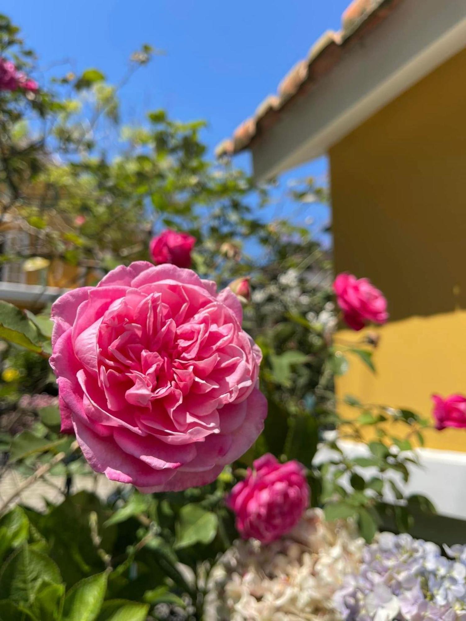 Bich Dao Boutique - Dalat Otel Dış mekan fotoğraf