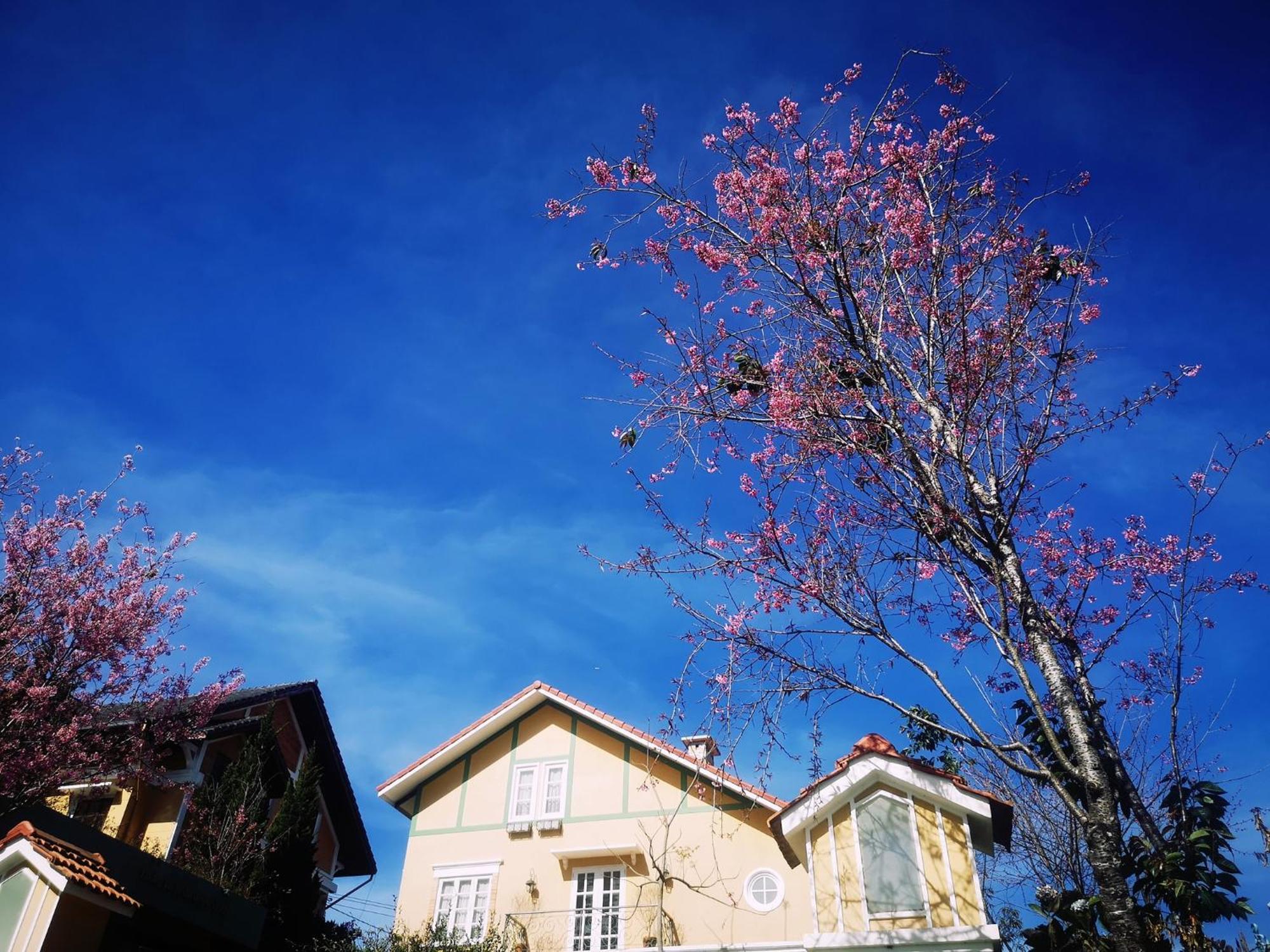 Bich Dao Boutique - Dalat Otel Dış mekan fotoğraf
