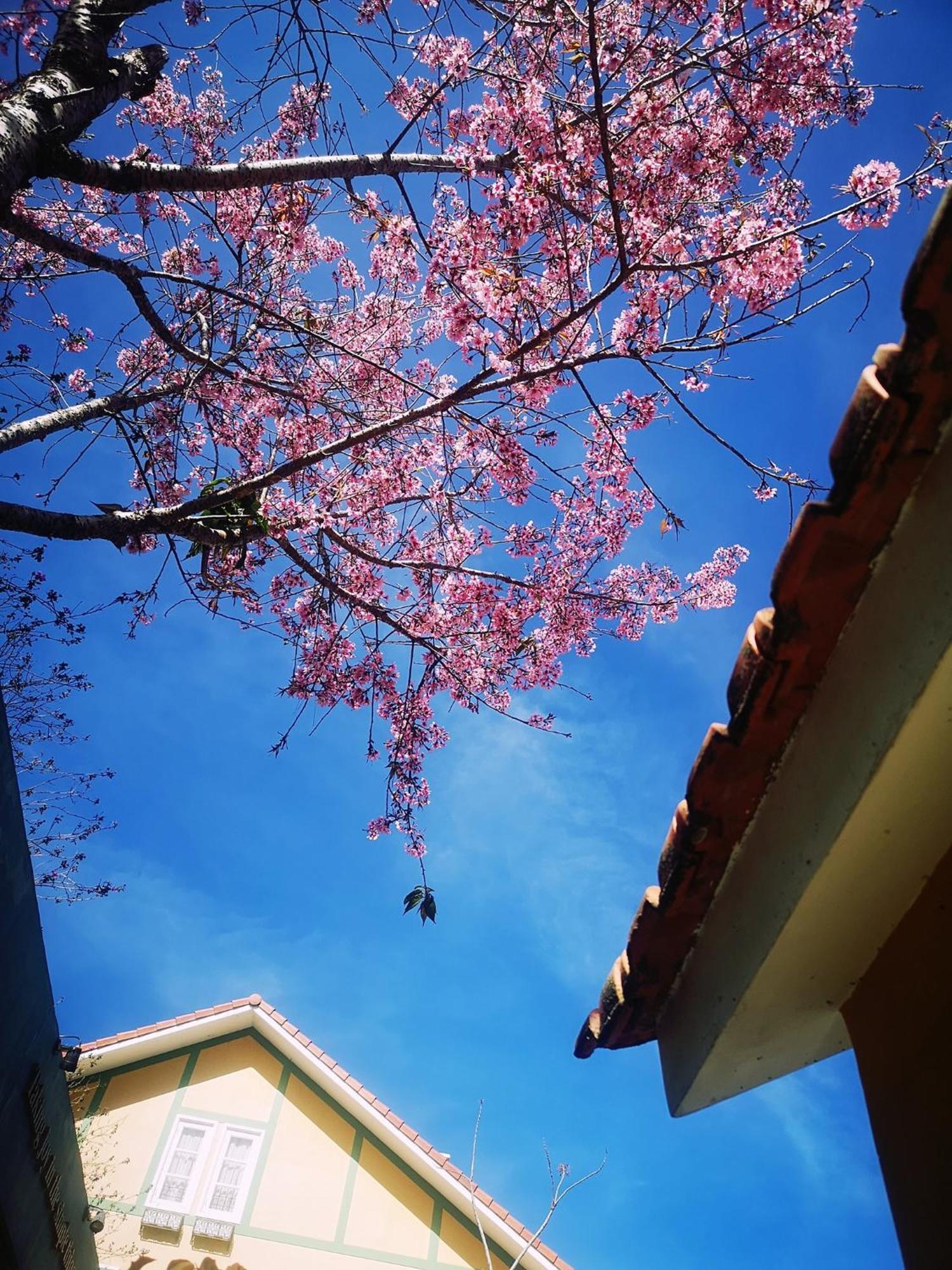 Bich Dao Boutique - Dalat Otel Dış mekan fotoğraf